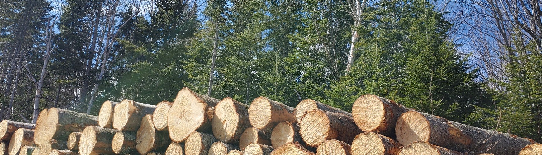 Forestry - Groupe Lebel inc.